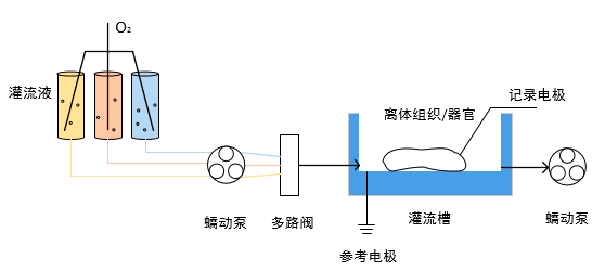 組織灌流實(shí)驗(yàn)中用蠕動(dòng)泵泵送和分配培養(yǎng)基、緩沖溶液